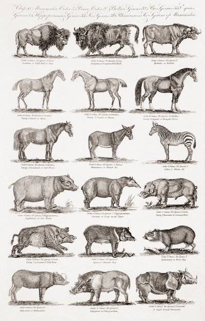 Different Types of Quadrupeds by Unbekannt Unbekannt